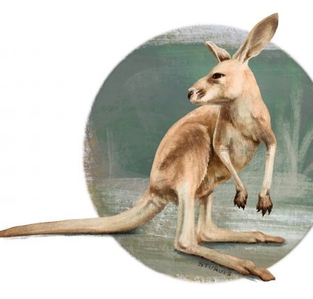 Red Kangaroo