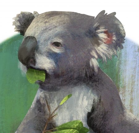Koala, Australia