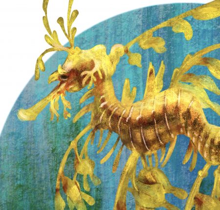 Leafy Sea Dragon