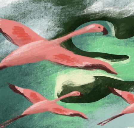 Flamingos
