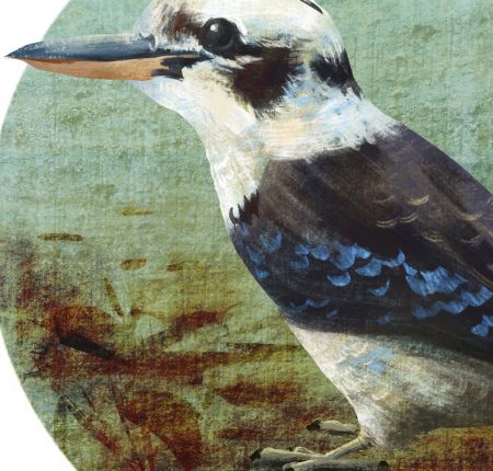 Laughing Kookaburra